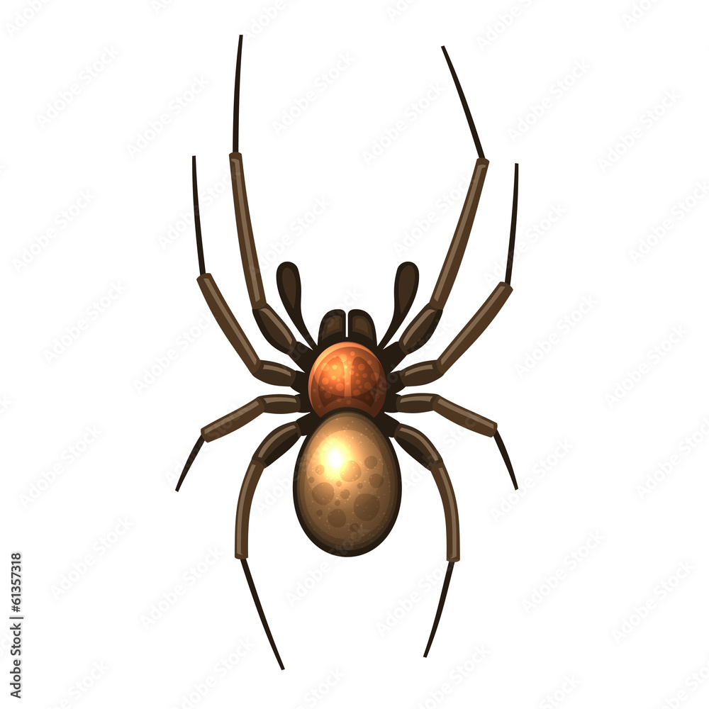 Spider Spider