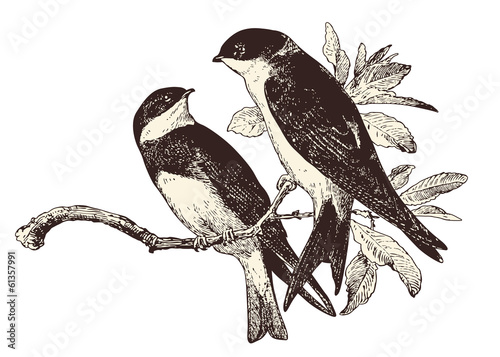 love birds - two swallows on a branch