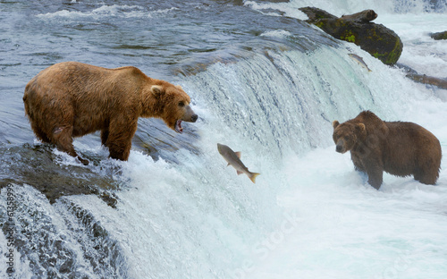 A brown grizzly bear hunting salmon at the river, Alaska, Katmai