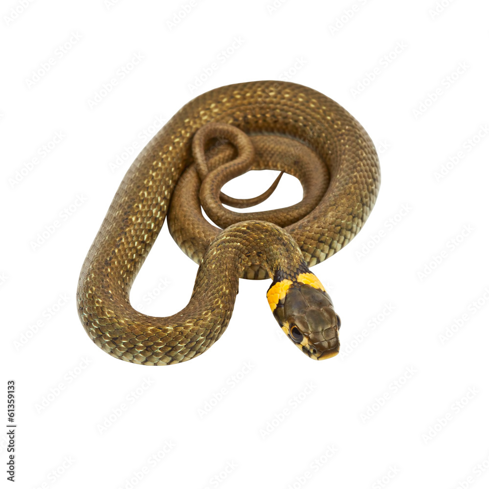 Naklejka premium Young water snake (Natrix) isolated on white background