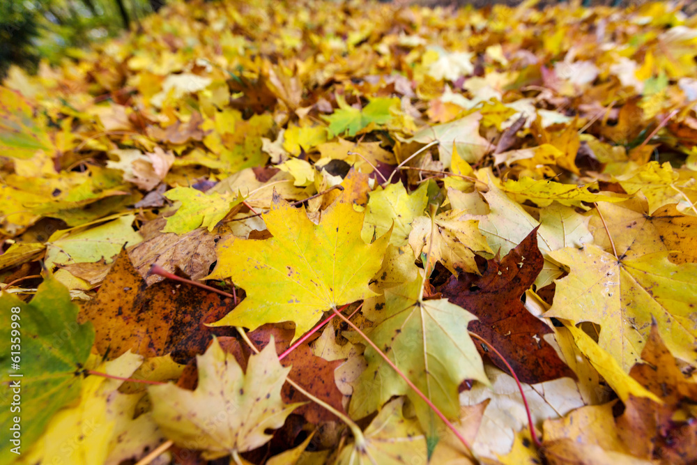 Gelbe Blätter im Herbst