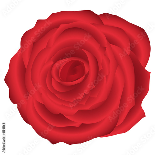 red rose closeup on a white background