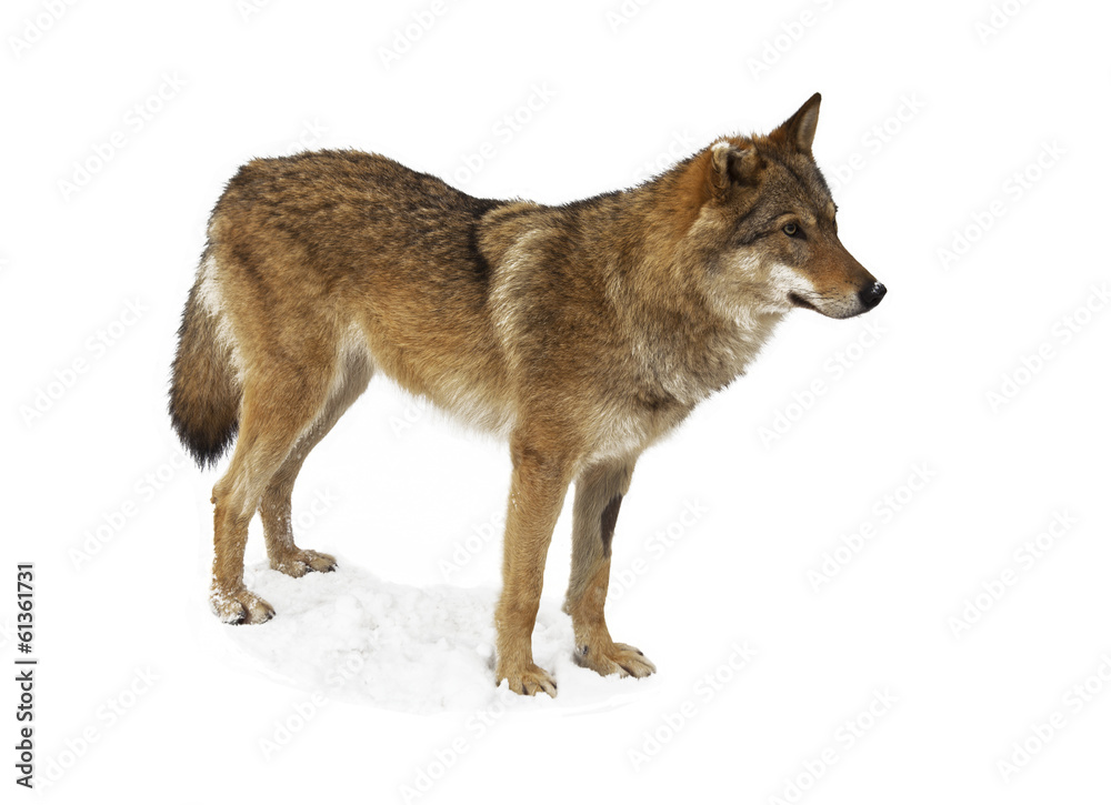 Fototapeta premium Wolf isolated on white background