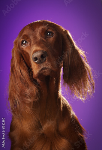 dog portrait on purple background, in studio, vertical