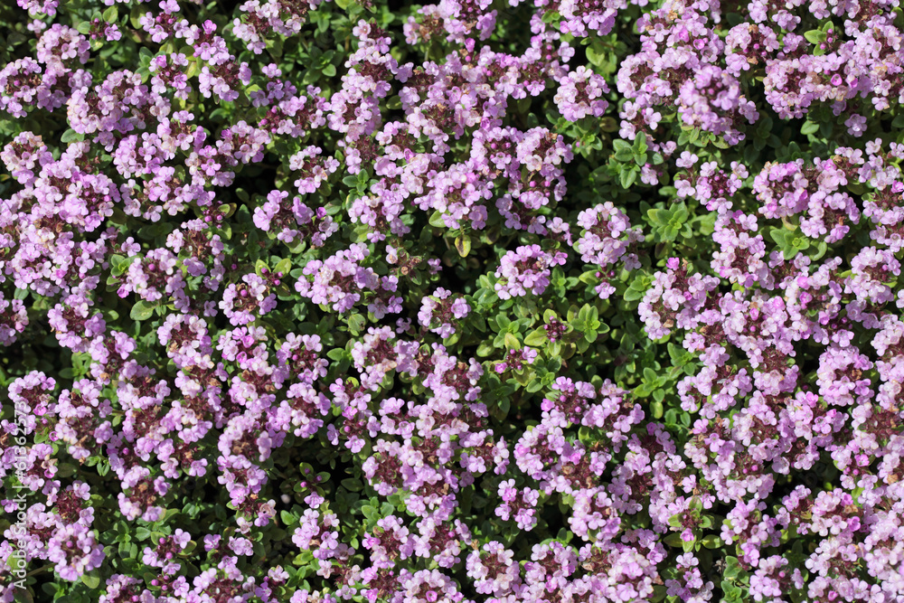 Thymus serpyllum, floral background