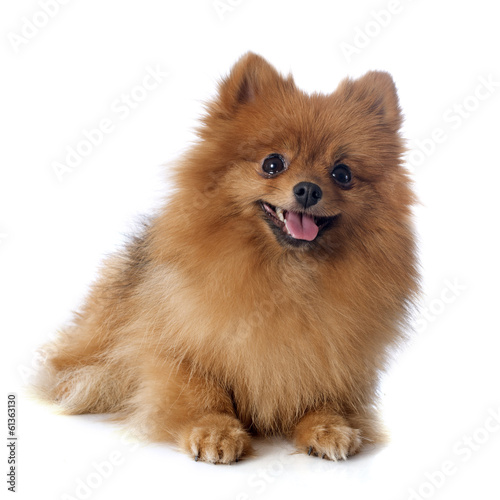 Tableau sur toile pomeranian spitz