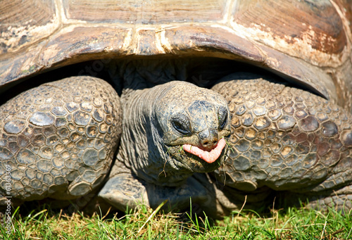 Giant tortoise