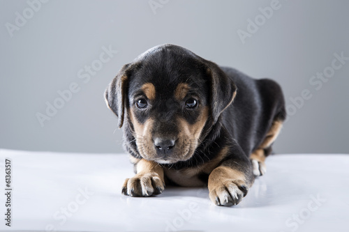 Fototapeta Naklejka Na Ścianę i Meble -  black puppie