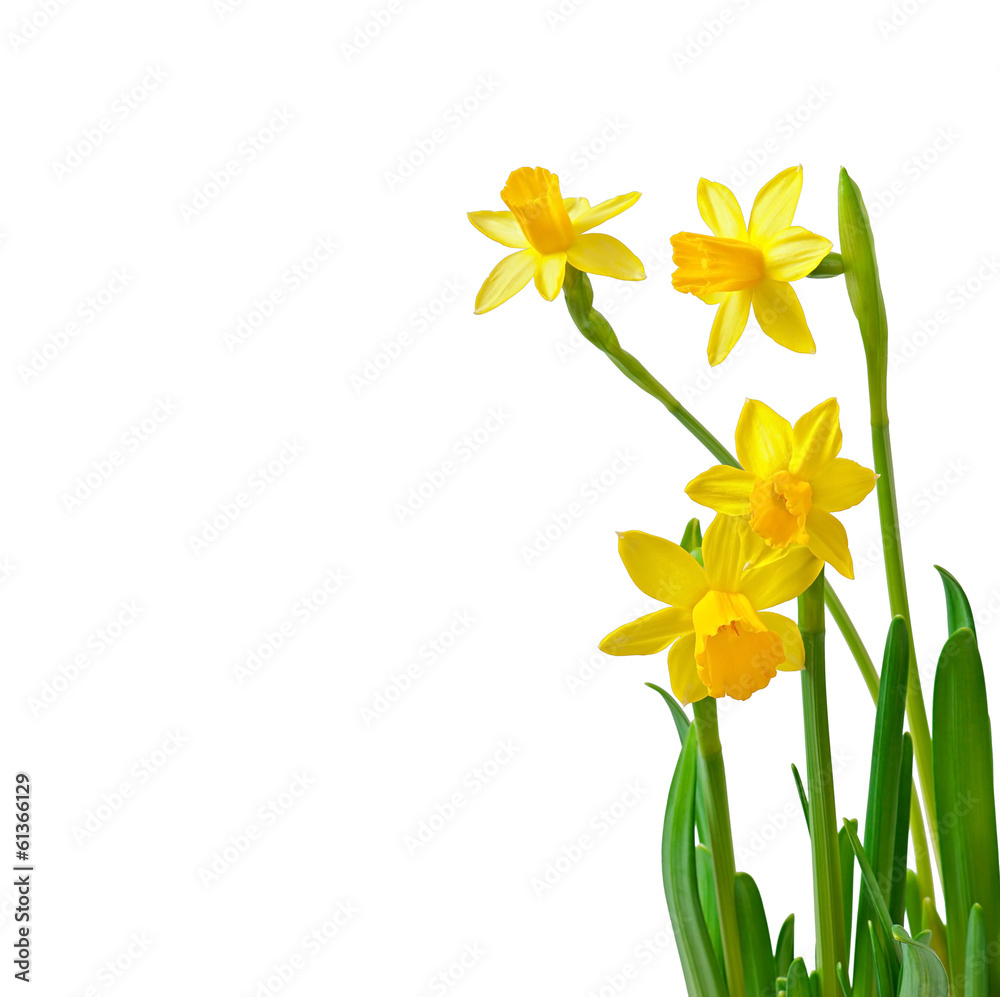 Fotografie Spring flower narcissus isolated on white background.