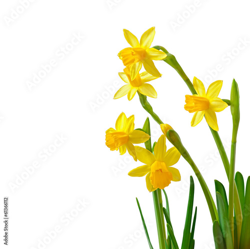 Spring flower narcissus isolated on white background.