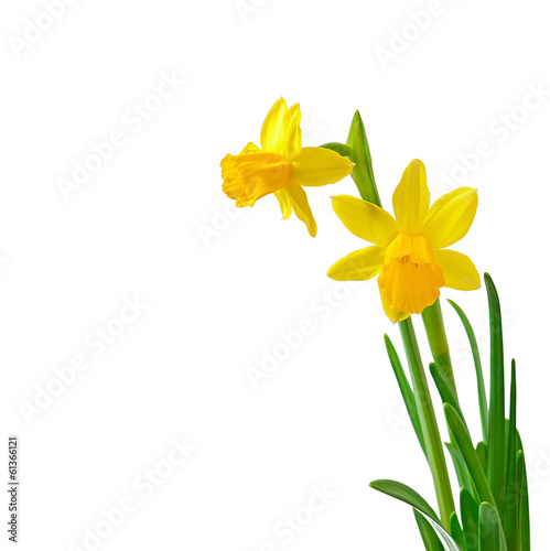 Murais de parede Spring flower narcissus isolated on white background.