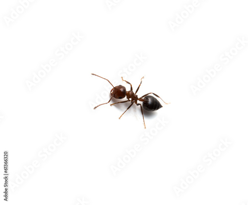 Ant isolated on white background © schankz