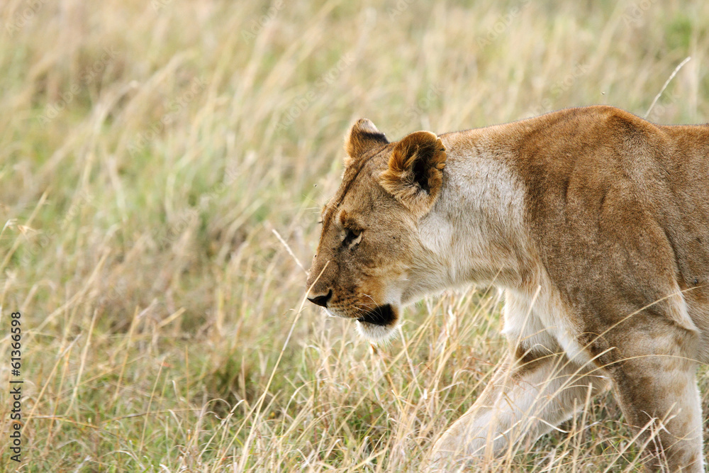 Fototapeta premium A beautiful lioness in the grassland