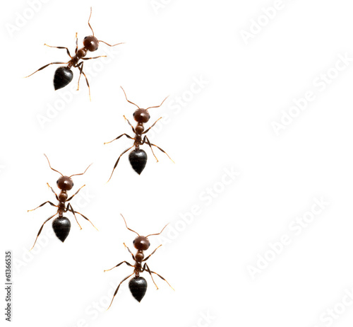 military detachment of ants on a white background. macro © schankz
