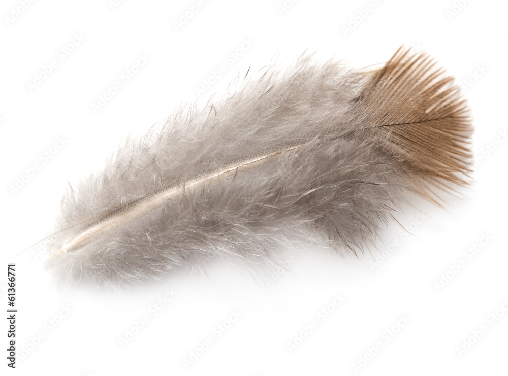 pigeon feather on white background pigeon feather on white background