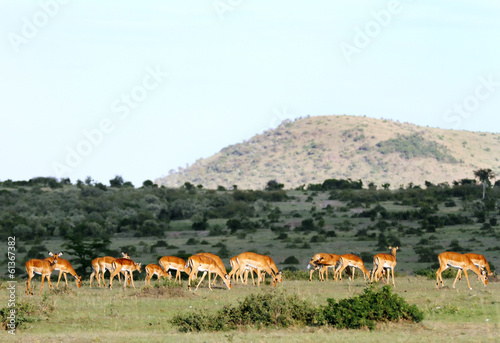 A herd of Impala during sunset