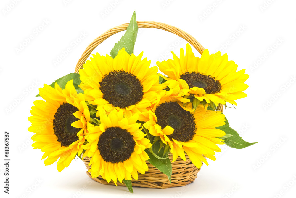 Obraz premium Beautiful sunflower bouquet in a basket (Helianthus)