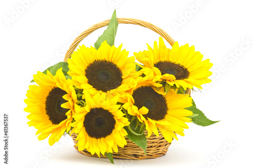 Fototapeta Naklejka Na Ścianę i Meble -  Beautiful sunflower bouquet in a basket (Helianthus)