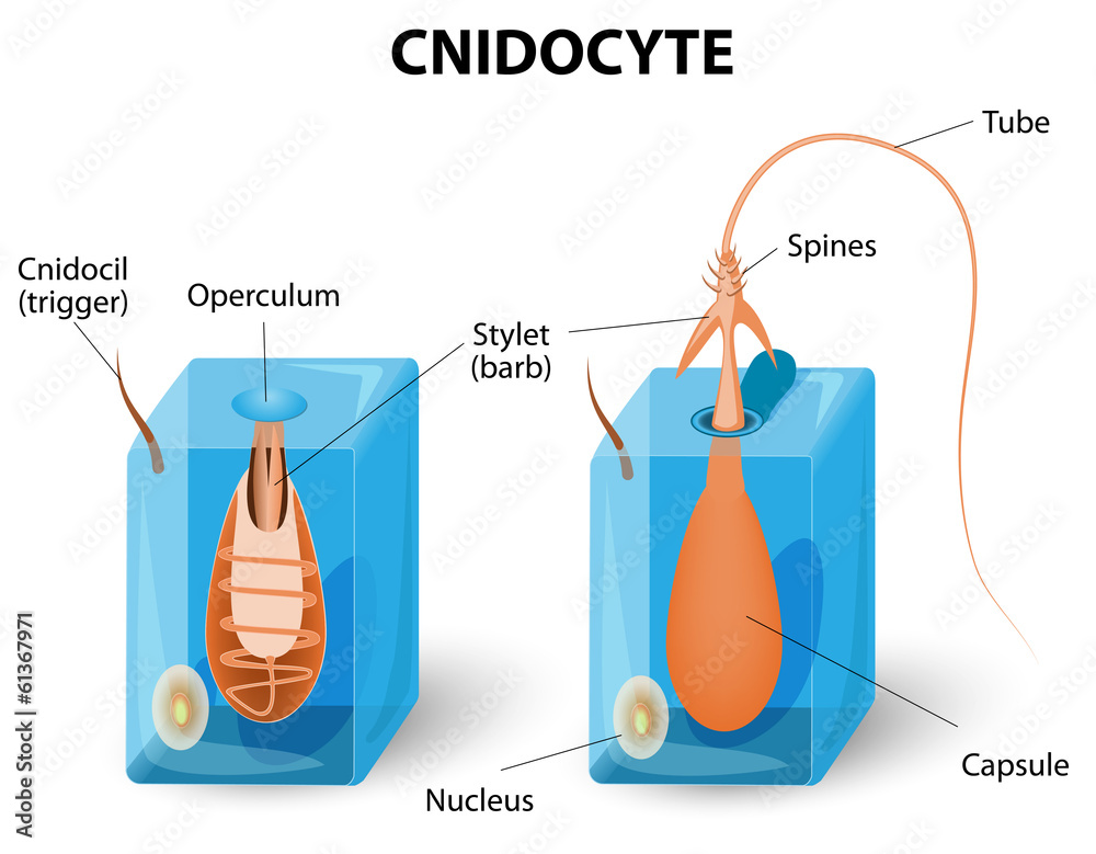 Naklejka premium Structure of a nematocyst
