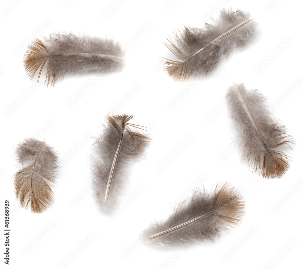 Obraz premium pigeon feather on white background