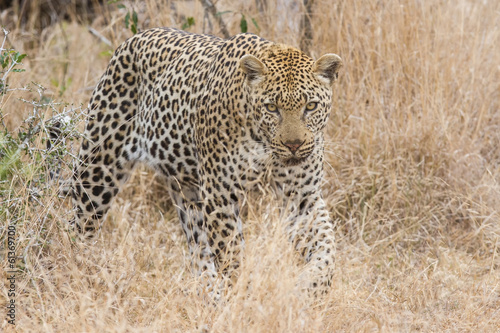 Beautiful large male leopard walking in nature
