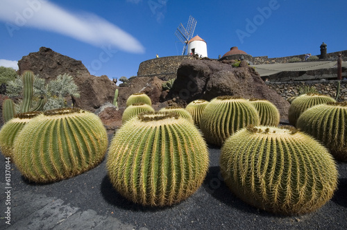 Cactus garden, Lanzarote photo