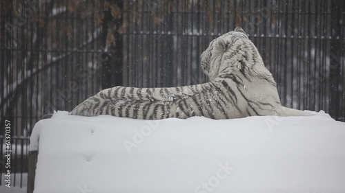 White tiger lying on the dais in the Novosibirsk Zoo.
