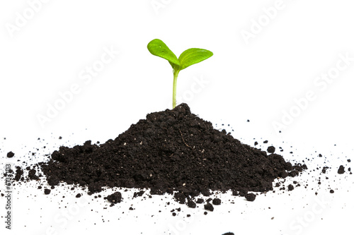 Fotótapéta Heap dirt with a green plant sprout isolated