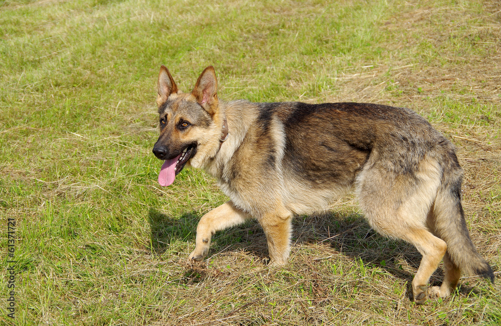 Alsatian dog standing Alsatian dog standing