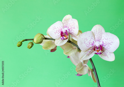 Fototapeta Naklejka Na Ścianę i Meble -  orchid
