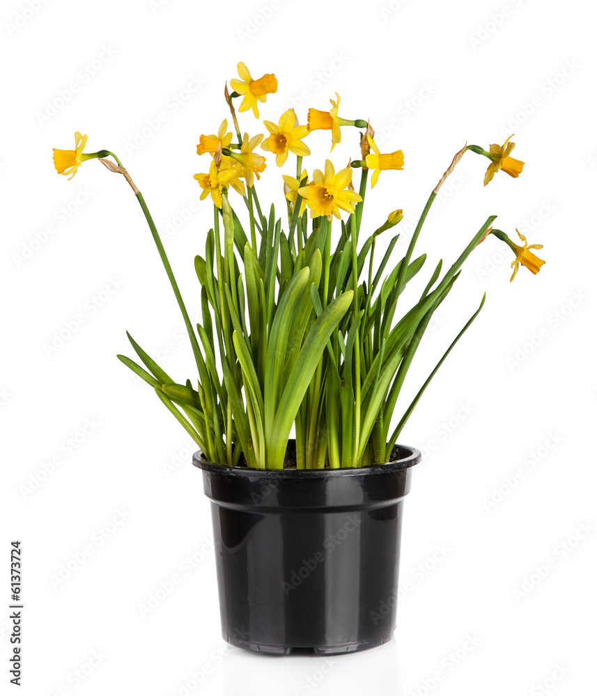 Beautiful Yellow Daffodils flowers in pot