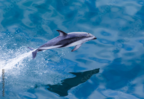 Dolphin jumping from water