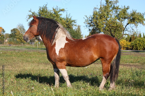 Portrait of beautiful skewbald horse