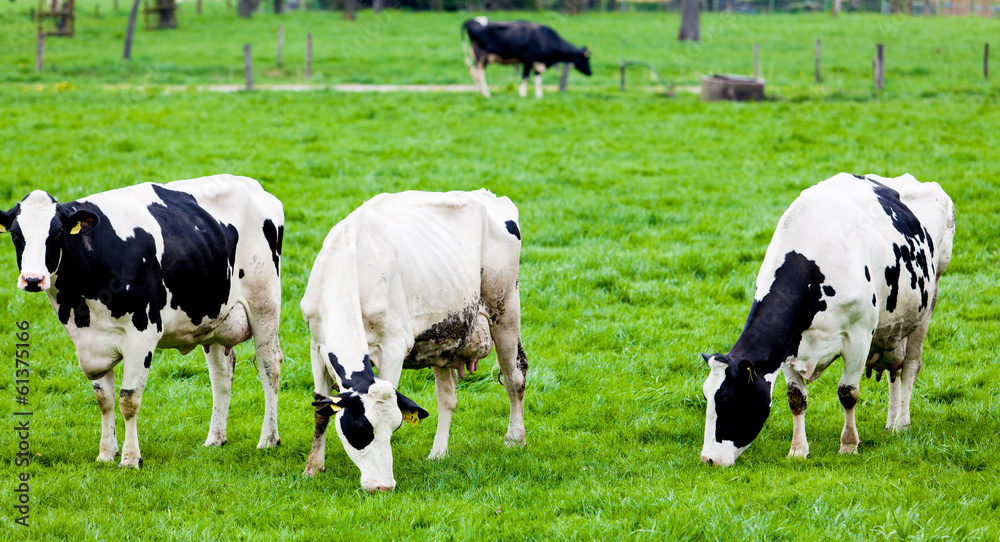 Cows on farmland