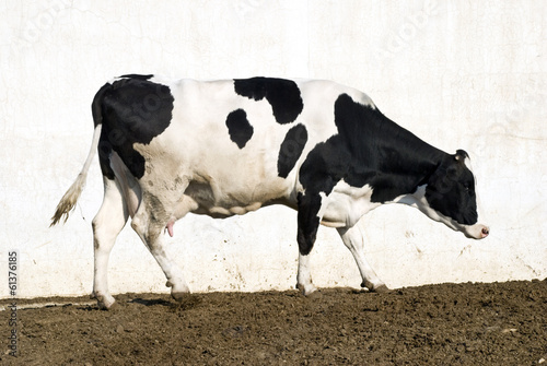 Walking Cow