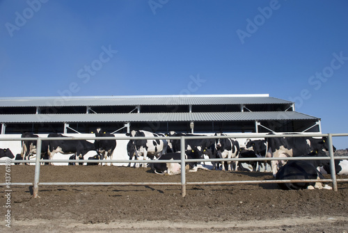 Cows