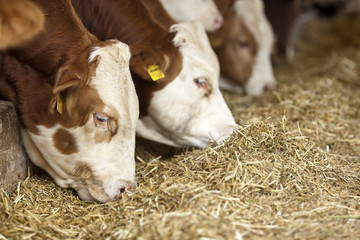 Cows Feeding