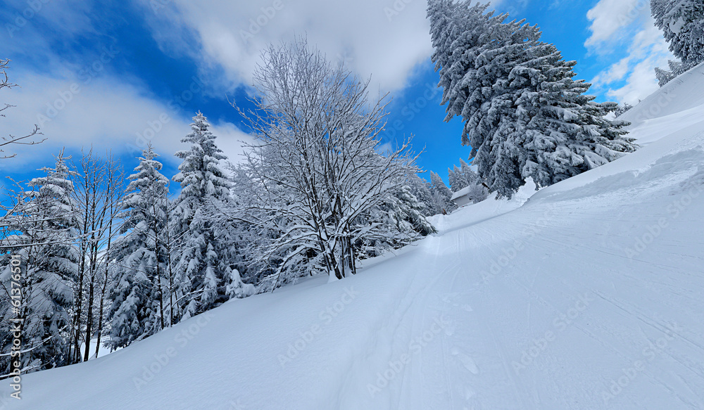 Obraz premium snowy winter landscape in black forest 7