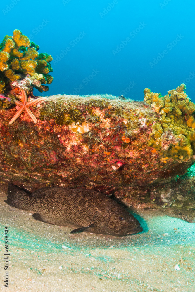 Fototapeta premium Sea of cortez grouper