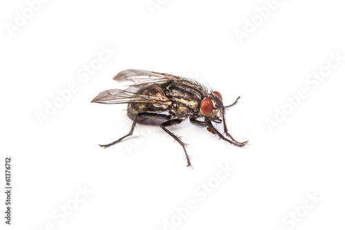 Fly isolated on white. Macro shot of a housefly, © Sergii Figurnyi