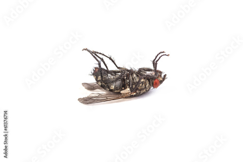 Fly isolated on white. Macro shot of a dead housefly photo