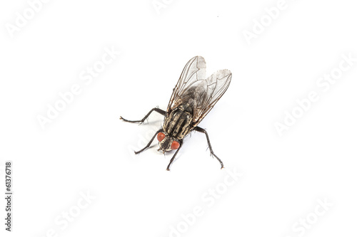 Fly isolated on white. Macro shot of a housefly,