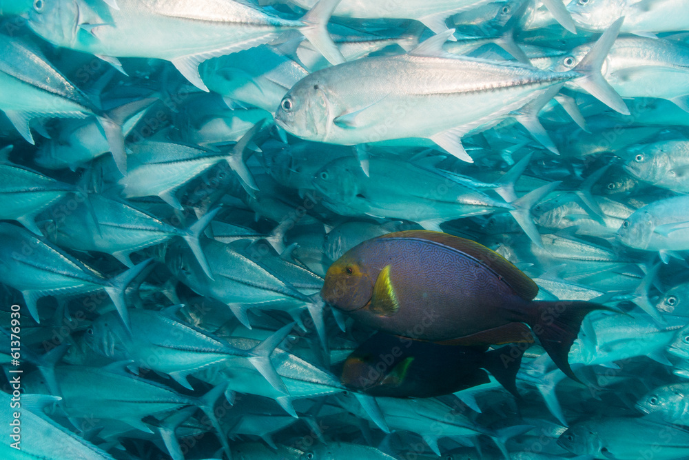Fototapeta premium Trevally baitball