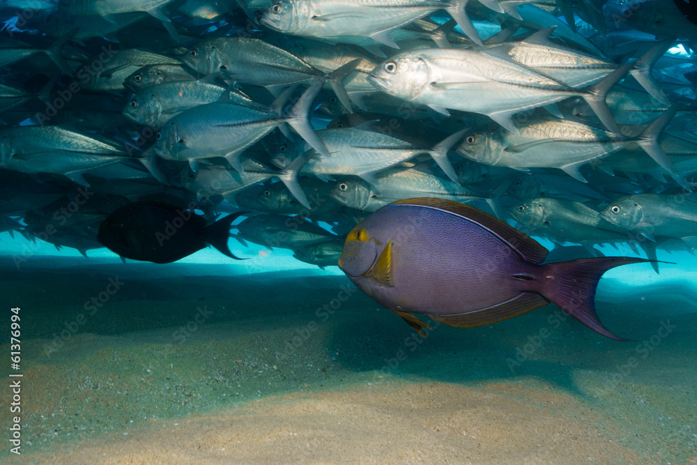 Fototapeta premium Trevally baitball