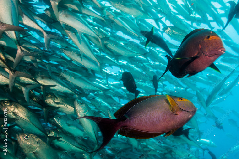 Fototapeta premium surgeonfish