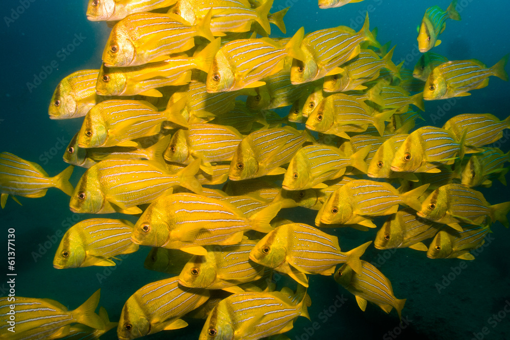 Fototapeta premium Panamic porkfish