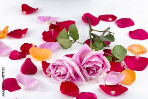 Collection of rose petals with pink roses on top