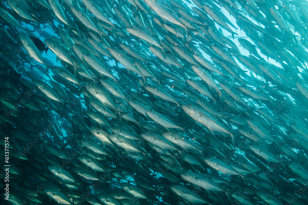 Fototapeta premium Trevally baitball