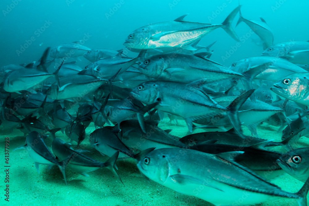 Fototapeta premium Trevally baitball