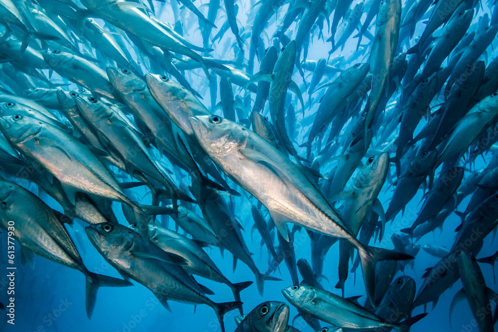 Fototapeta premium Trevally baitball